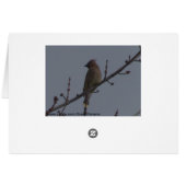Cedar Waxwing Delight Cards (Back Horizontal)