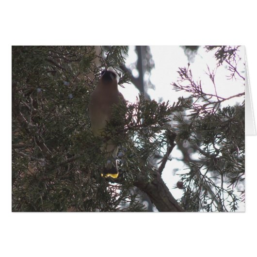 Cedar Waxwing Delight Cards (Front Horizontal)