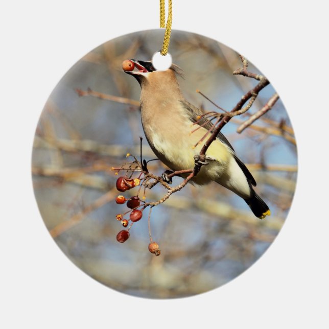 Cedar Waxwing Eating Berries Ceramic Ornament (Front)