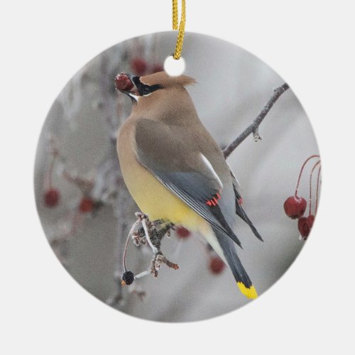 Cedar Waxwing Eating Berries Ornament