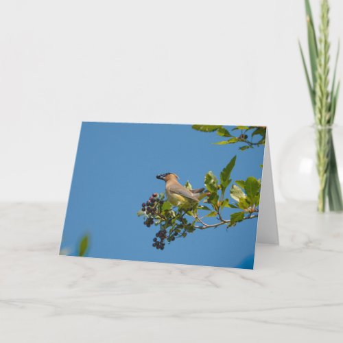 Cedar Waxwing Happy Holiday Card