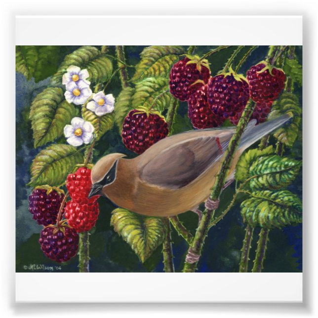 Cedar Waxwing in Raspberries photo print (Front)