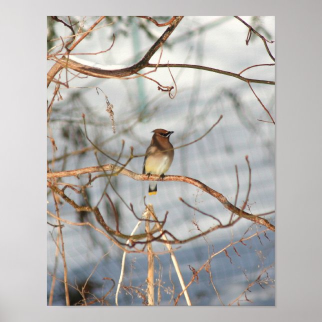 Cedar Waxwing In Winter Animal Poster (Front)