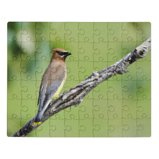 Cedar Waxwing Jigsaw Puzzle