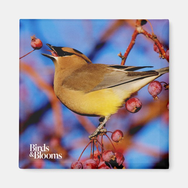 Cedar Waxwing Magnet (Front)
