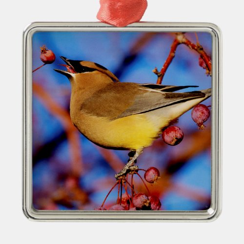 Cedar Waxwing Metal Ornament