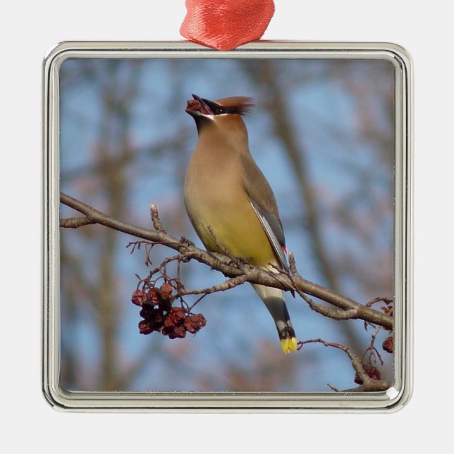 Cedar Waxwing Metal Ornament (Front)