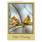 Cedar Waxwing - Original Photograph (Front)