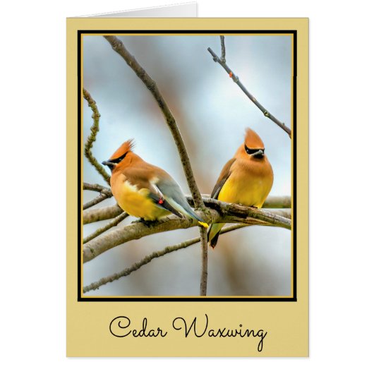 Cedar Waxwing - Original Photograph (Front)