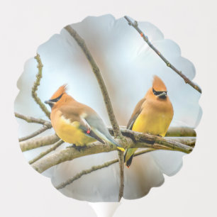 Cedar Waxwing - Original Photograph Balloon