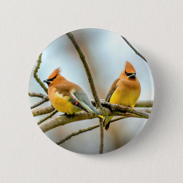Cedar Waxwing - Original Photograph Button (Front)