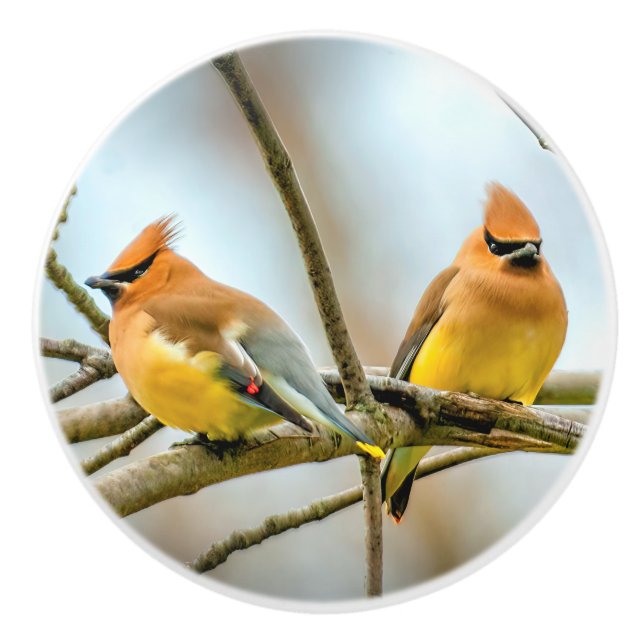 Cedar Waxwing - Original Photograph Ceramic Knob (Front)
