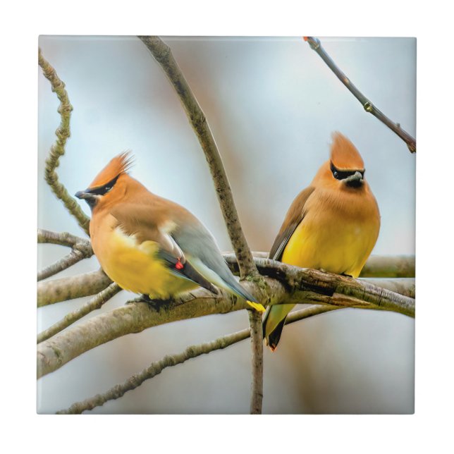 Cedar Waxwing - Original Photograph Ceramic Tile (Front)
