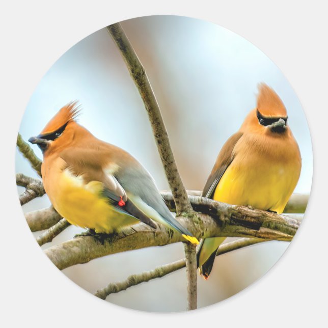 Cedar Waxwing - Original Photograph Classic Round Sticker (Front)