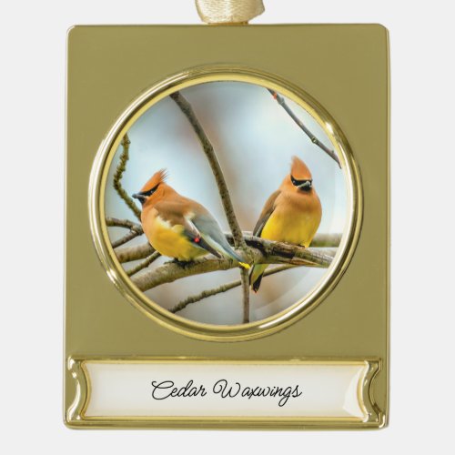 Cedar Waxwing _ Original Photograph Gold Plated Banner Ornament