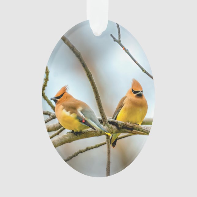 Cedar Waxwing - Original Photograph Ornament (Front)