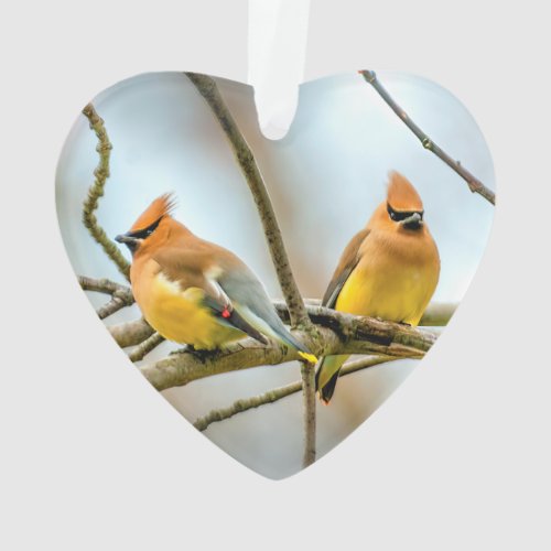 Cedar Waxwing _ Original Photograph Ornament