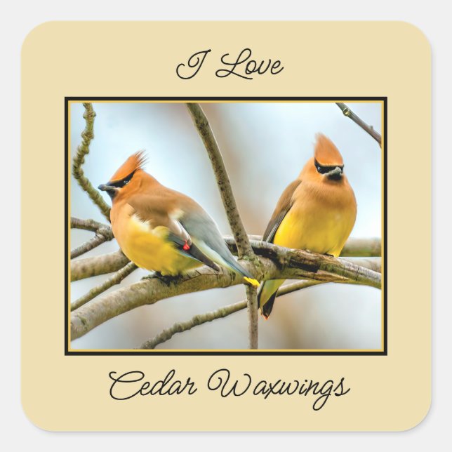 Cedar Waxwing - Original Photograph Square Sticker (Front)