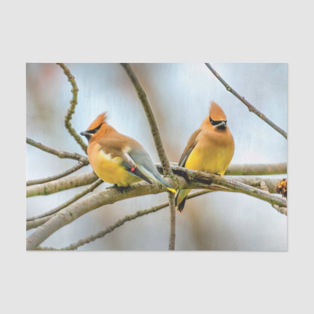 Cedar Waxwing - Original Photograph Tissue Paper (Front)