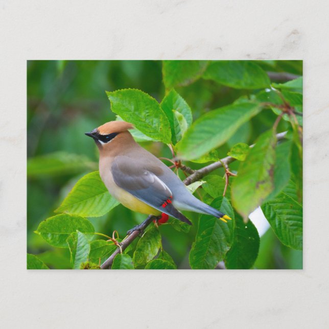 Cedar Waxwing Postcard (Front)