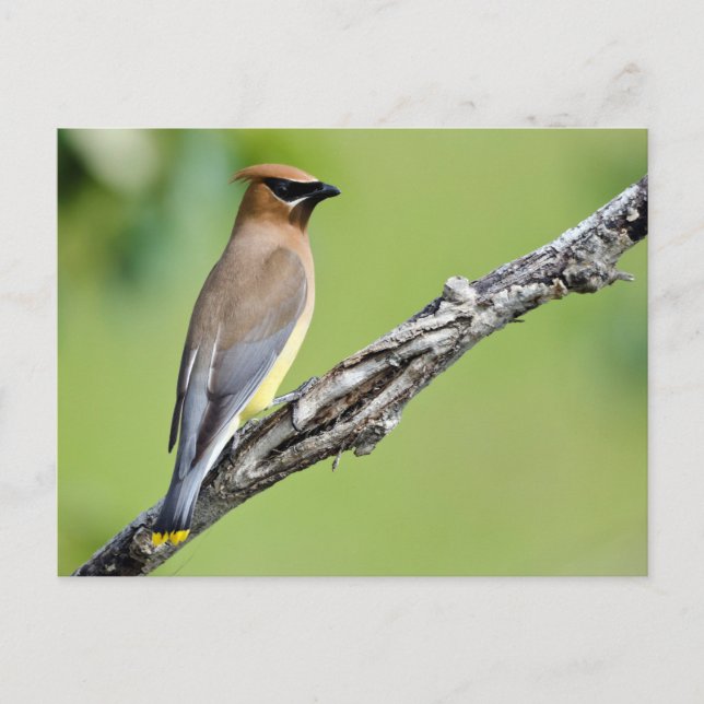 Cedar Waxwing Postcard (Front)