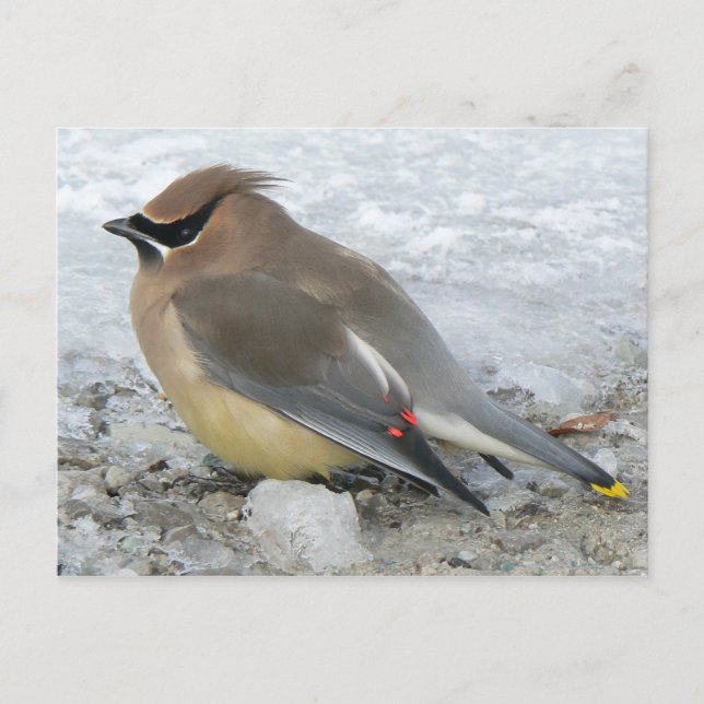 Cedar Waxwing Postcard (Front)