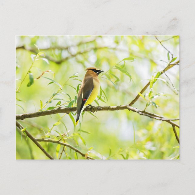 Cedar Waxwing Postcard (Front)