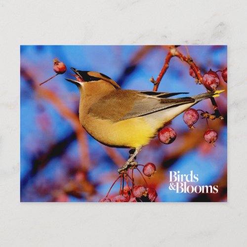 Cedar Waxwing Postcard