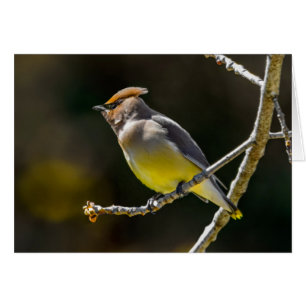 Cedar Waxwing Songbird Original Wild Bird Photo
