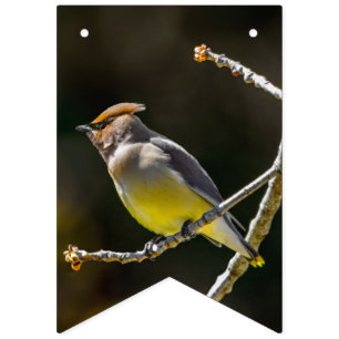 Cedar Waxwing Songbird Original Wild Bird Photo Bunting Flags