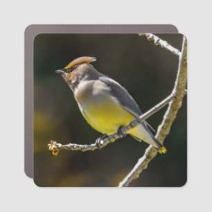 Cedar Waxwing Songbird Original Wild Bird Photo Car Magnet