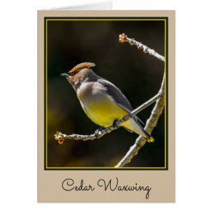 Cedar Waxwing Songbird Original Wild Bird Photo Cards