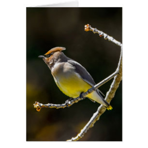 Cedar Waxwing Songbird Original Wild Bird Photo Cards