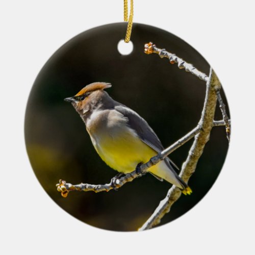 Cedar Waxwing Songbird Original Wild Bird Photo Ceramic Ornament