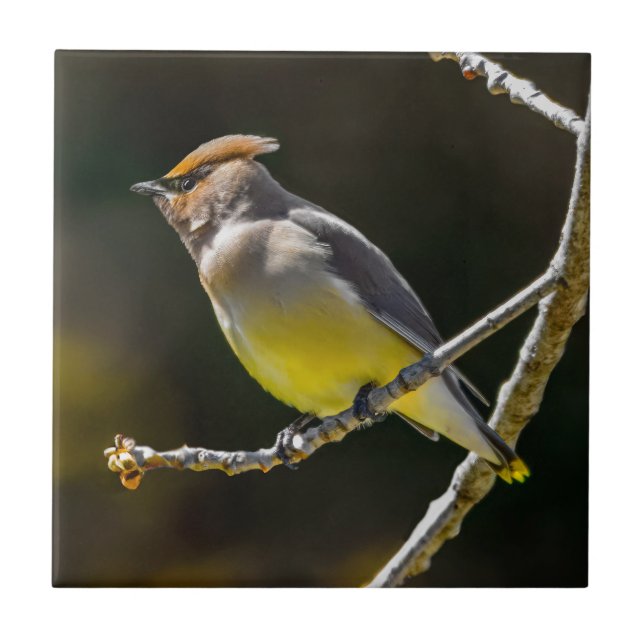 Cedar Waxwing Songbird Original Wild Bird Photo Ceramic Tile (Front)