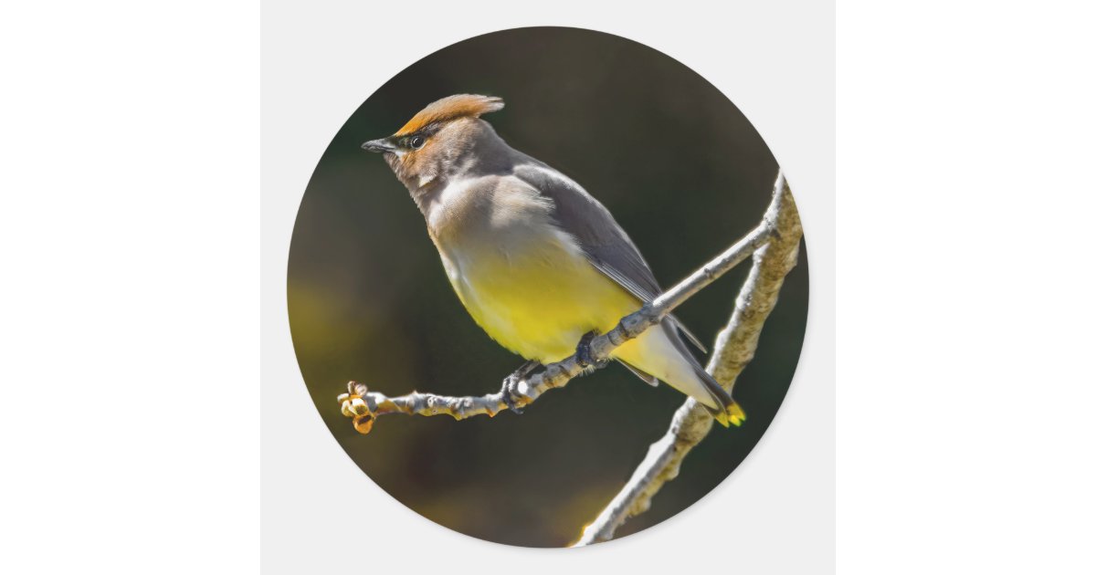 Cedar Waxwing Songbird Original Wild Bird Photo Classic Round Sticker ...