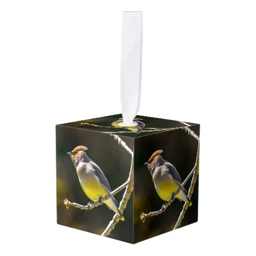 Cedar Waxwing Songbird Original Wild Bird Photo Cube Ornament