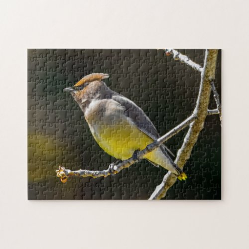 Cedar Waxwing Songbird Original Wild Bird Photo Jigsaw Puzzle