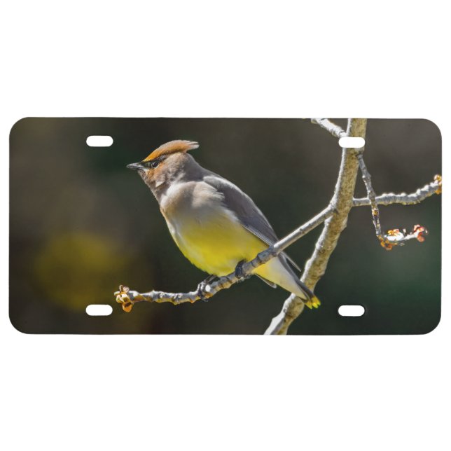 Cedar Waxwing Songbird Original Wild Bird Photo License Plate (Front)