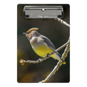 Cedar Waxwing Songbird Original Wild Bird Photo Mini Clipboard