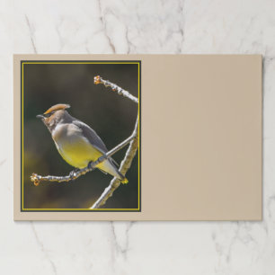Cedar Waxwing Songbird Original Wild Bird Photo Paper Pad