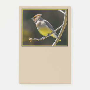 Cedar Waxwing Songbird Original Wild Bird Photo Post-it Notes