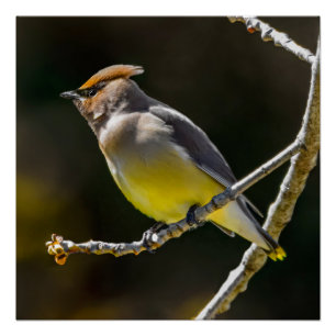 Cedar Waxwing Songbird Original Wild Bird Photo Poster