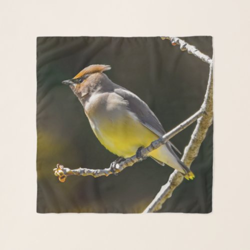 Cedar Waxwing Songbird Original Wild Bird Photo Scarf