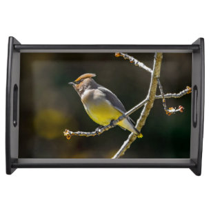 Cedar Waxwing Songbird Original Wild Bird Photo Serving Tray