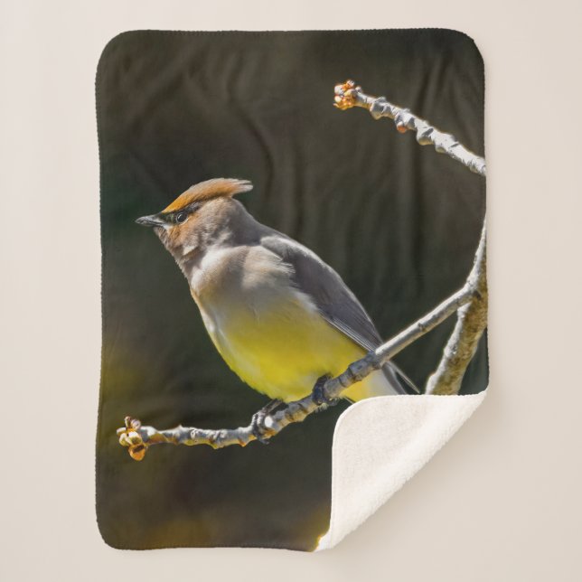 Cedar Waxwing Songbird Original Wild Bird Photo Sherpa Blanket (Front)