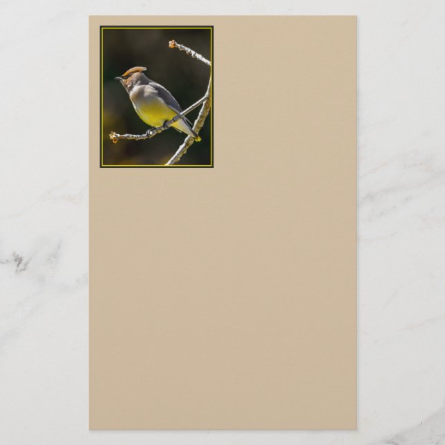 Cedar Waxwing Songbird Original Wild Bird Photo Stationery (Front)