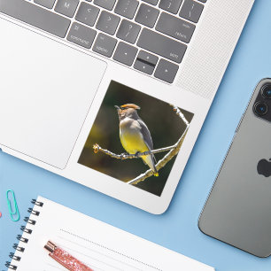 Cedar Waxwing Songbird Original Wild Bird Photo Sticker