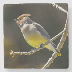 Cedar Waxwing Songbird Original Wild Bird Photo Stone Coaster