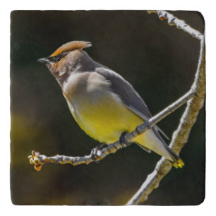 Cedar Waxwing Songbird Original Wild Bird Photo Trivet